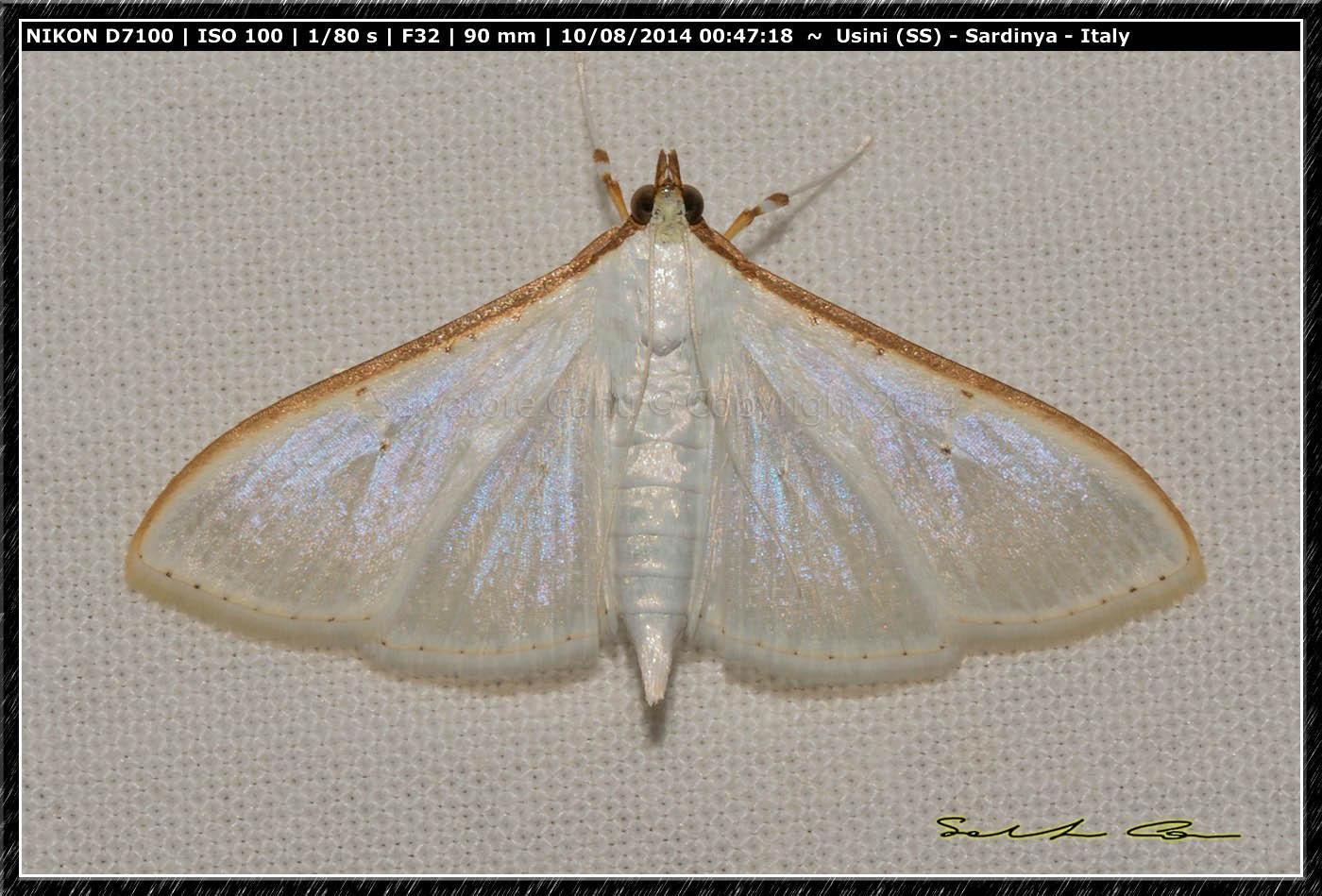 Palpita vitrealis (Rossi, 1794), Crambidae